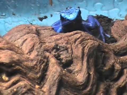 video phone beyonce mp3 Dendrobates tinctorius azureus 