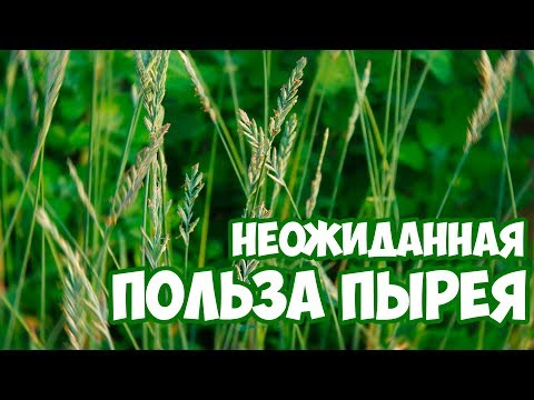 ПЫРЕЙ - полезные свойства 🌱 Сад и огород 🌱 Здоровье