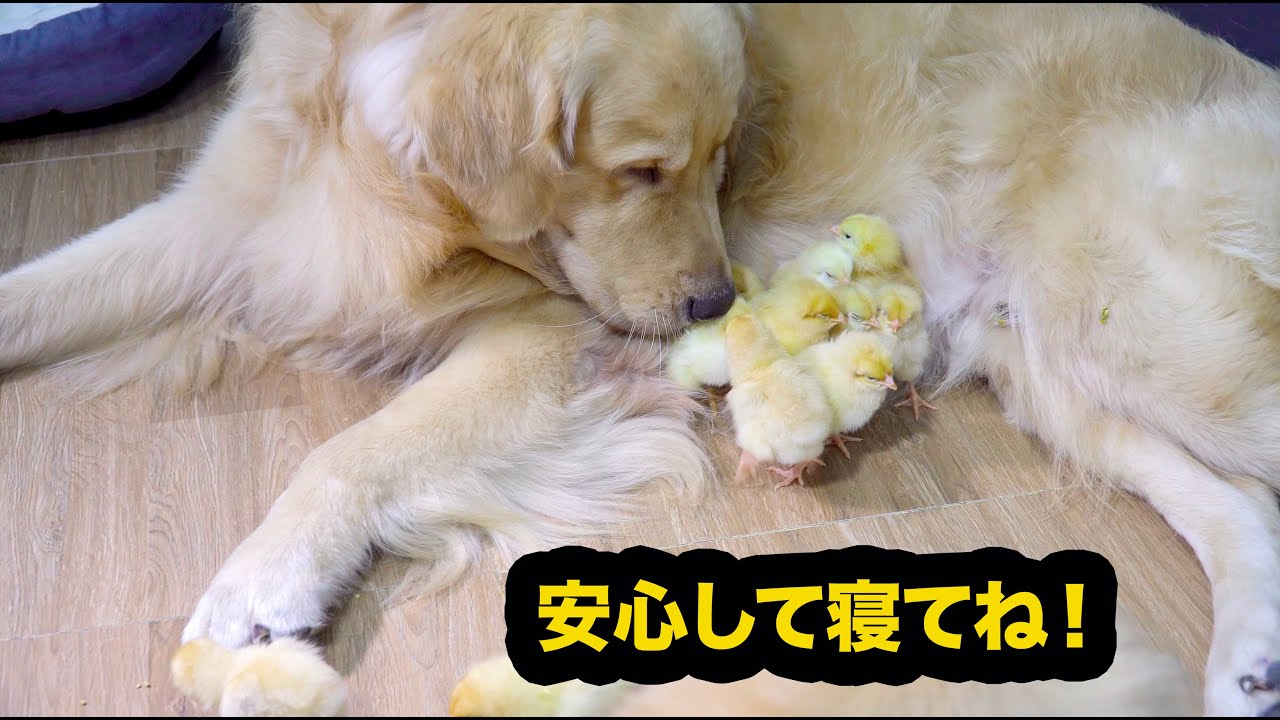 感動 ひよこの母親役になったゴールデンレトリバー犬の種を超えた愛情に心温まる 一緒に蝉を探する姿が超かわいい Youtube