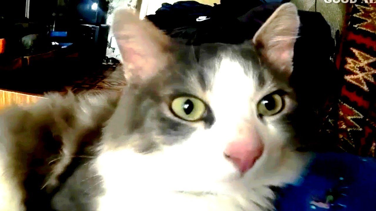 My cat is purring really loud My cat is purring really loud