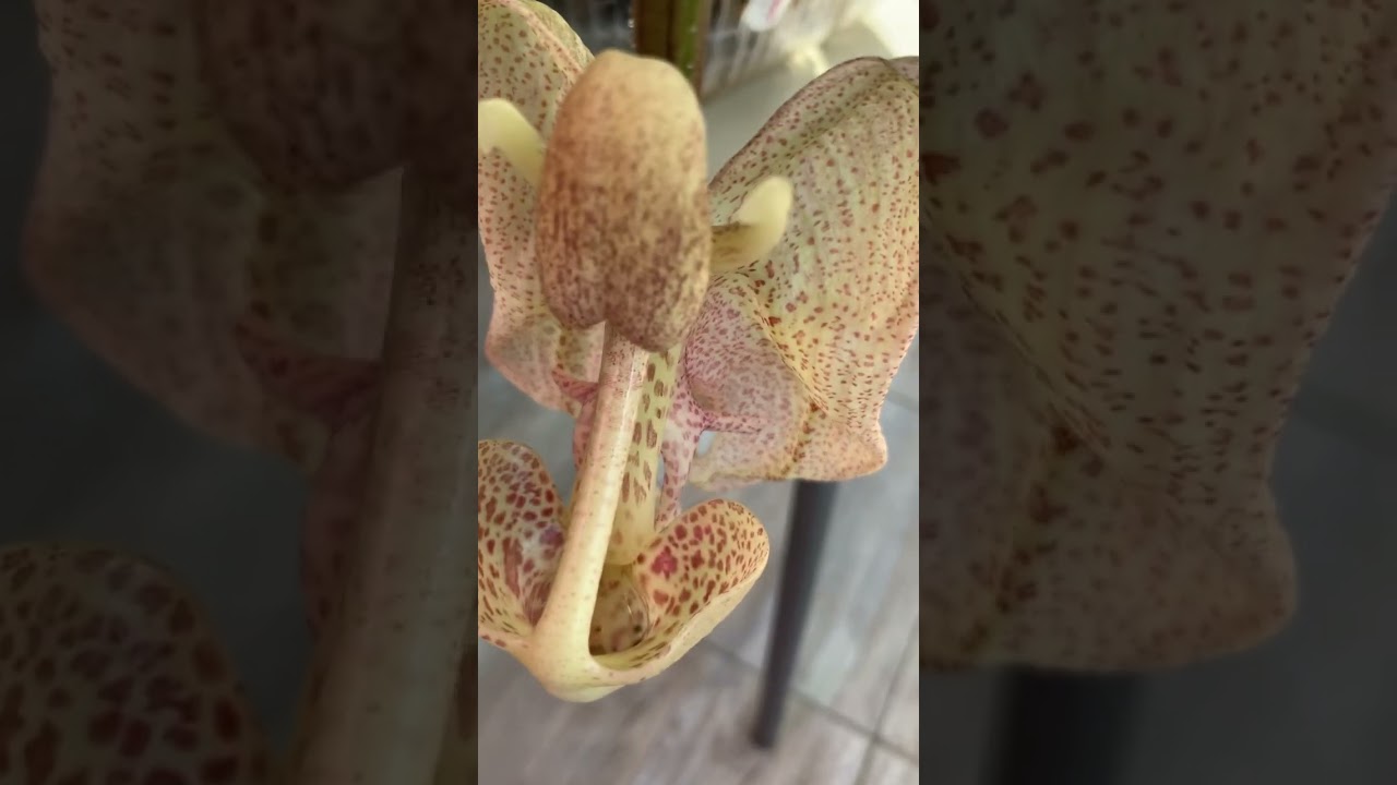 Coryanthes macrocorys