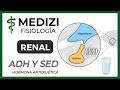 Fisiología Renal - ADH (Hormona antidiurética) y Sed
