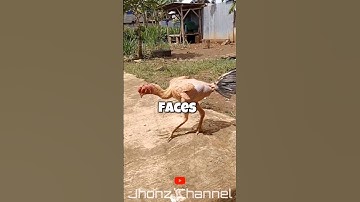 Can chickens hold grudges? #germany #shorts #sort #fact #facts #uniquefacts#shortvideo #animalsfacts