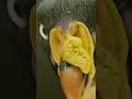 King Vulture : Burung Pemakan Bangkai Paling Berwarna