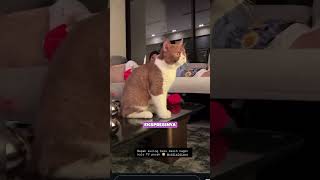Vidi Aldiano U0026 Sheila Dara Takut Kucing Gemes Banget vidialdiano sheiladara kucing