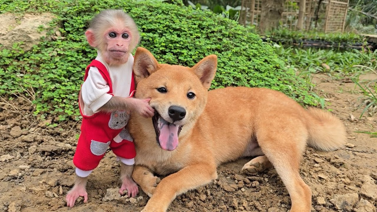 Will the lives of baby monkey Xuka and puppy Kun be okay after the recent natural disasters?