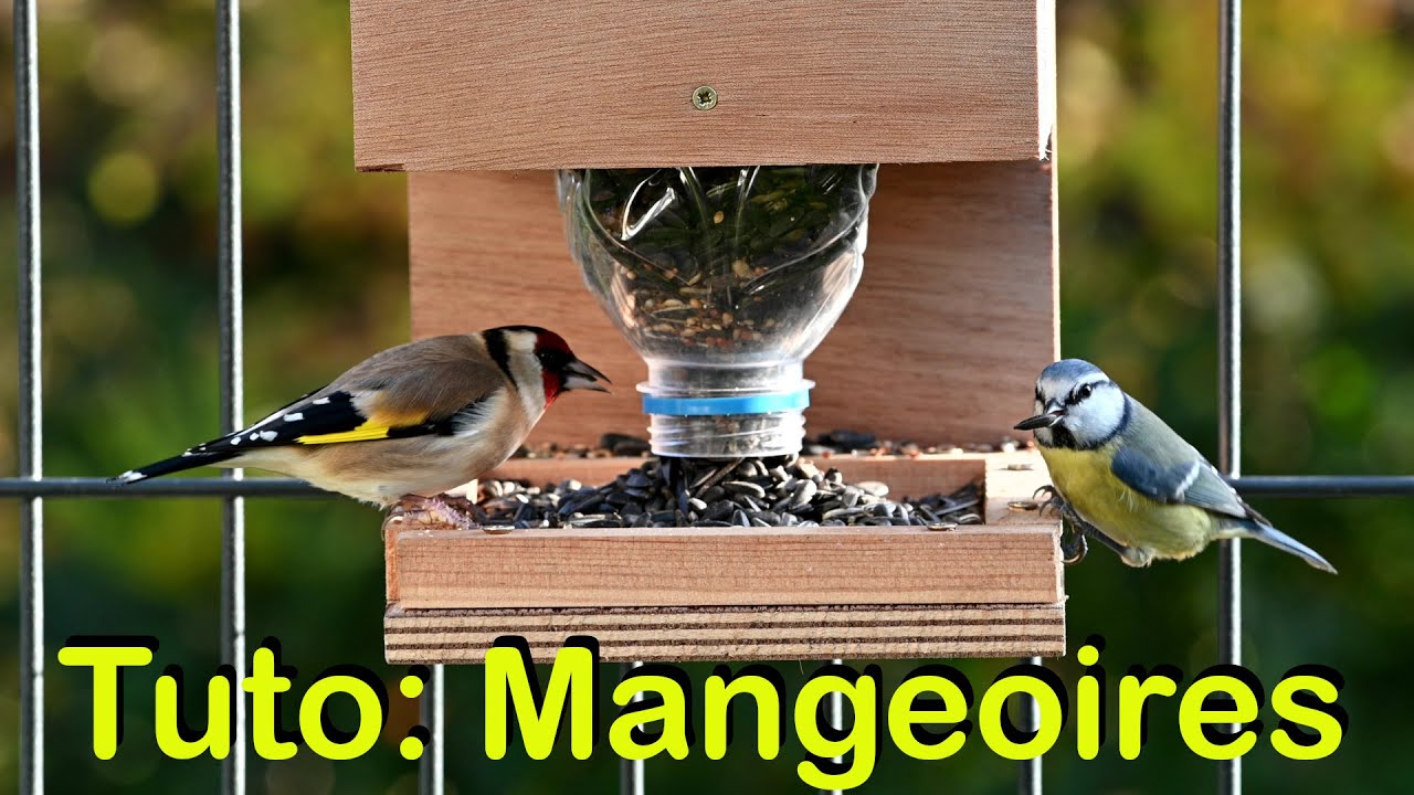 DIY jardin : fabriquer une mangeoire en bois pour les oiseaux