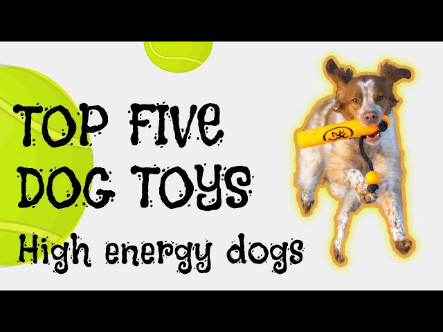 Top Five Dog Toys (High Energy Dogs) 