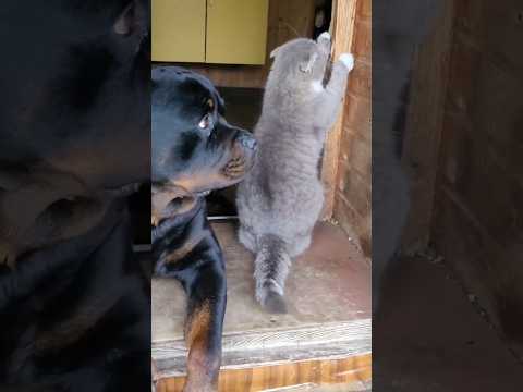 Память о ушедших.Шуня