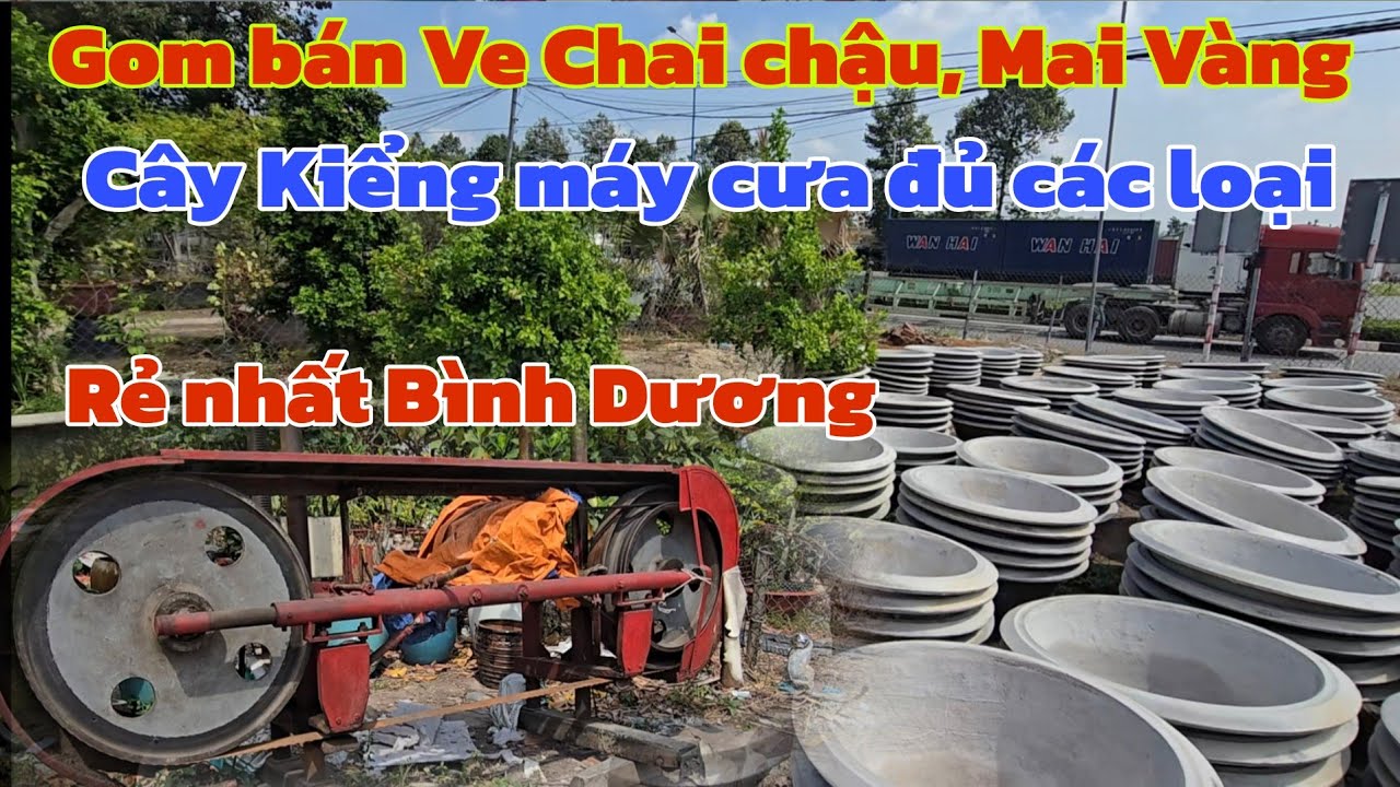 Dọn hết bán Ve Chai chậu cây Kiểng Mai Vàng máy cưa cây rẻ nhất Bình Dương 