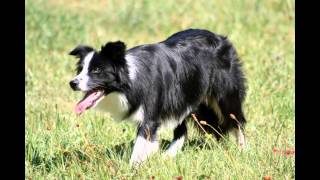 Aly, la mia Border Collie by Jessica24 8,453 views 10 years ago 8 minutes, 42 seconds