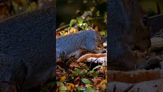 Playful squirrel’s morning hunt for peanuts in the forest #shorts #viralanimalvideo