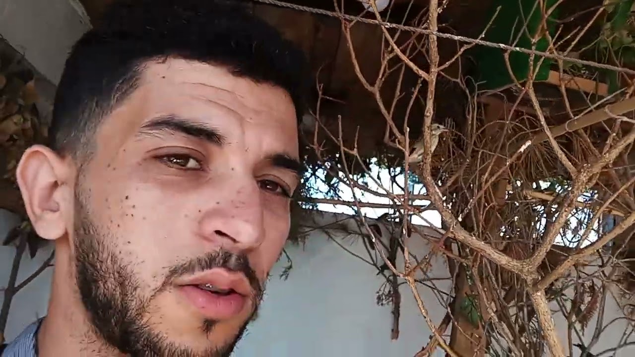 شاهد انتاج الحسون في السلاكة مع توفير أجواء طبيعية  ما شاء الله 2022