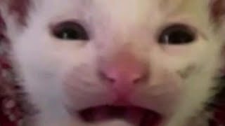 Shitpost/Memes Compilation V7