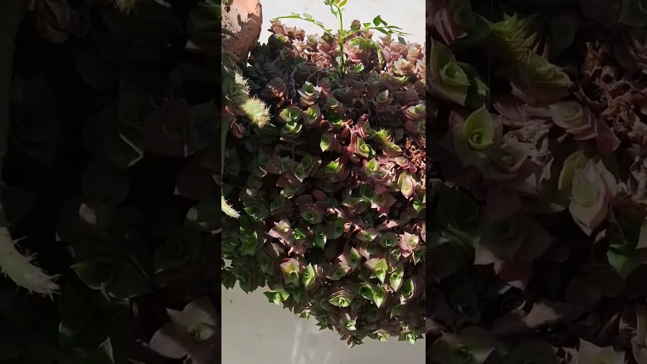 Creeping Inch plant in a plastic bottle 