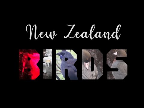 New Zealand Birds