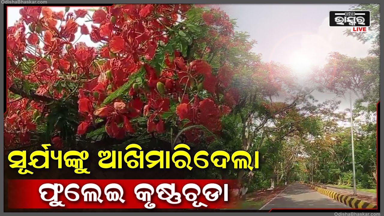 ସୂର୍ଯ୍ୟଙ୍କ ଆଖିରେ ଆଖି ମିଶାଇ ଫୁଲେଇ ହେଉଛି କୃଷ୍ଣଚୂଡା । ଖିଲି ଖିଲି ହସି ପ୍ରେମୀଯୁଗଳଙ୍କୁ ପାଖକୁ ଡାକି କହୁଛି....