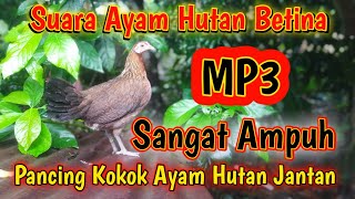 MP3 Suara Ayam Hutan Betina Sangat Ampuh Pancing Kokok Ayam Hutan Jantan