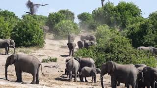 Excited Elephants