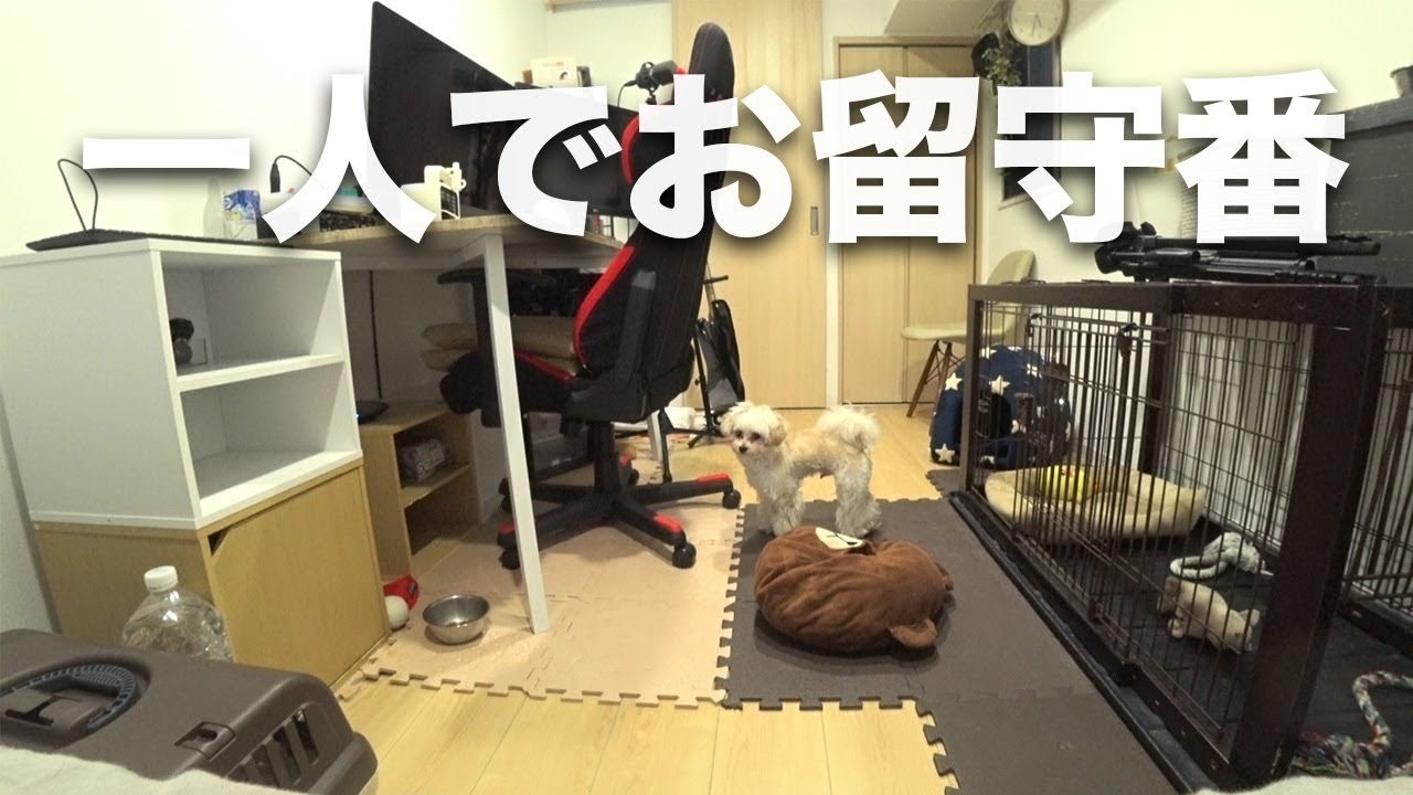 子犬ブラウンのお留守番を観察してみた YouTube