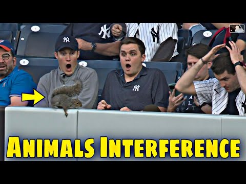 MLB \\ Craziest Animals On Field