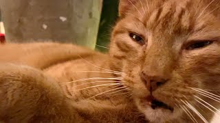 Sleeping cat wakes up when he hears his name (Ziggy) then stretches and goes back to sleep