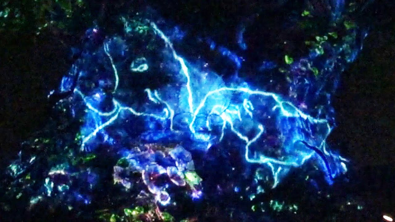 Tree Of Life Gorgeous Projection Show at Disney's Animal Kingdom, Summer Awakens Walt Disney World