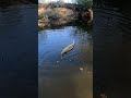Fall Jerkbait #fish #fishing #shorts