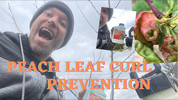 When to treat peach leaf curl? Grow Peaches in the Pacific Northwest, Food Forest Olympic Peninsula