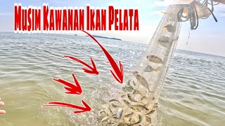 BANYAK SUNGGUH IKAN PELATA DI PANTAI TERENGGANU SEKARANG! | Traditional Cast Net Fishing
