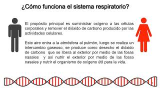INTERRELACIÓN DEL SISTEMA CIRCULATORIO Y RESPIRATORIO