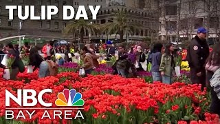 Huge crowds come out for San Francisco's Tulip Day