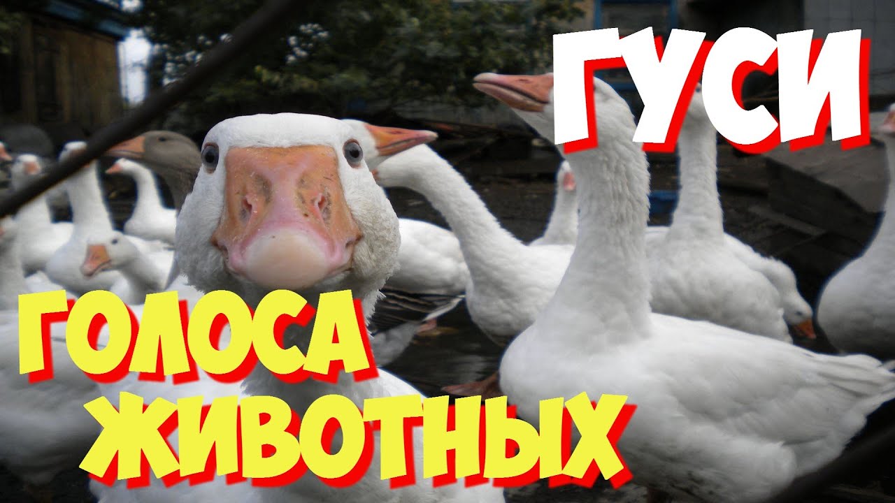 Гуси