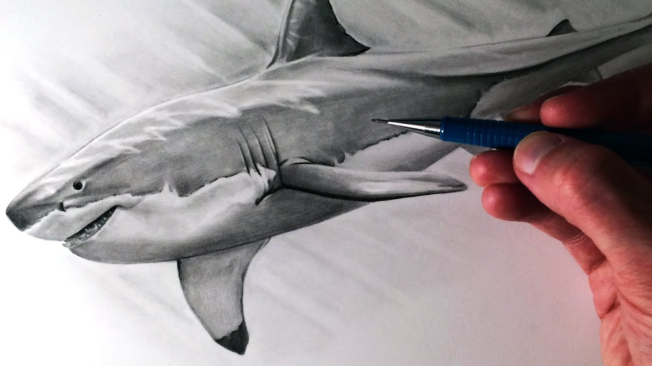 Black And White Drawing Of A Shark Background, Pictures Of Sharks Drawings  Background Image And Wallpaper for Free Download