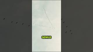 Why Do Birds Fly in a "V" Formation? 🐦