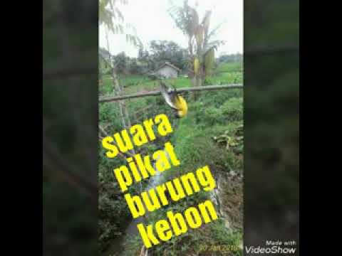 Suara raja pikat semua burung