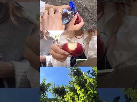 휘게의 한복판에서 납작복숭아 먹기🍑 I love donut peach