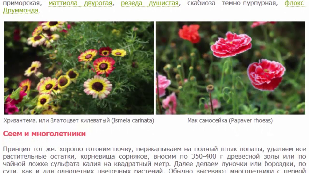 Космея серножелтая, хризантема килеватая, хризантема увенчанная, и т. д ...