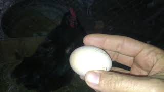 Yağmurlu Bir Kasım Günü Bütün Tavuklarım - All My Chickens