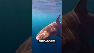 OS 3 ANIMAIS MAIS LETAIS DO OCEANO 😨 #curiosidades #fatoscuriosos #shortvideo