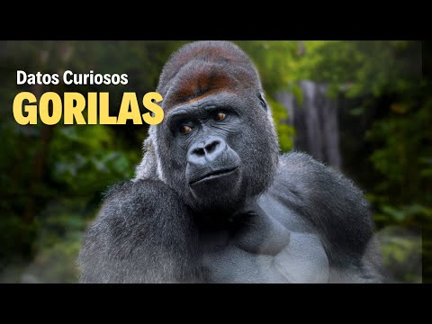 Datos Curiosos de