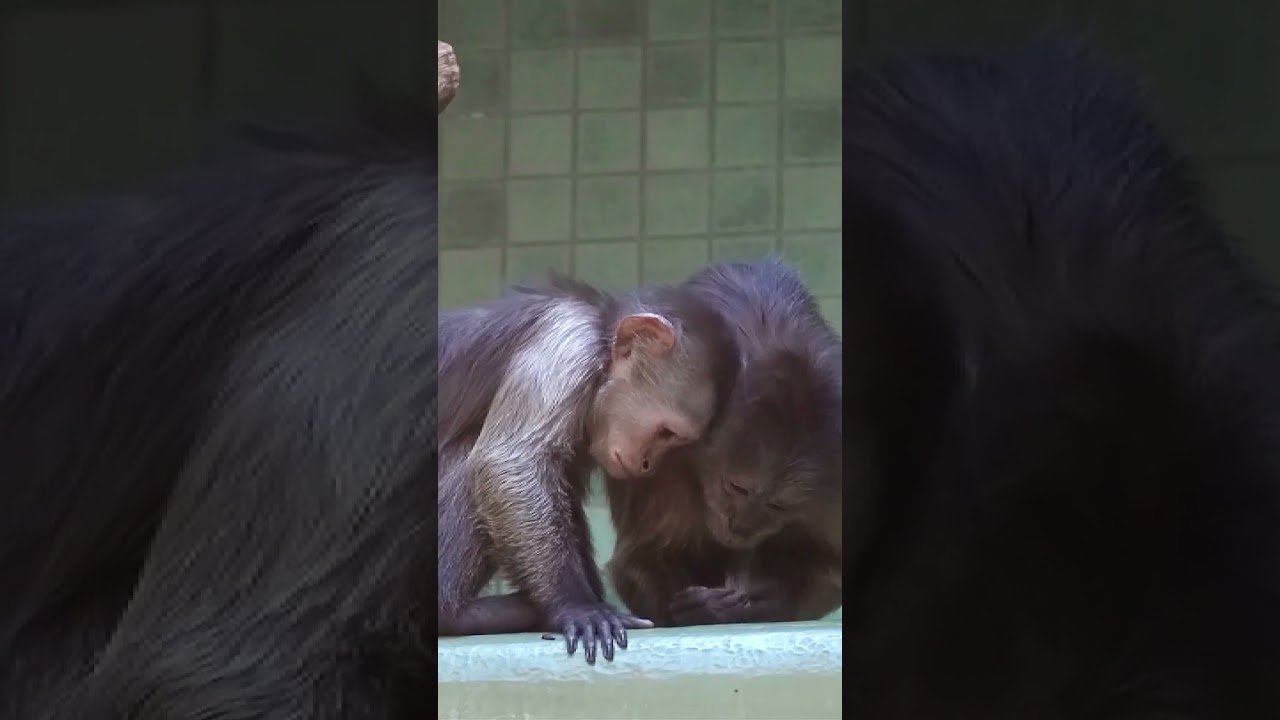 Monkey Friends    Funny Animals    #shorts