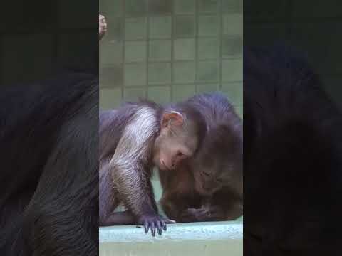 Monkey Friends Funny Animals #shorts