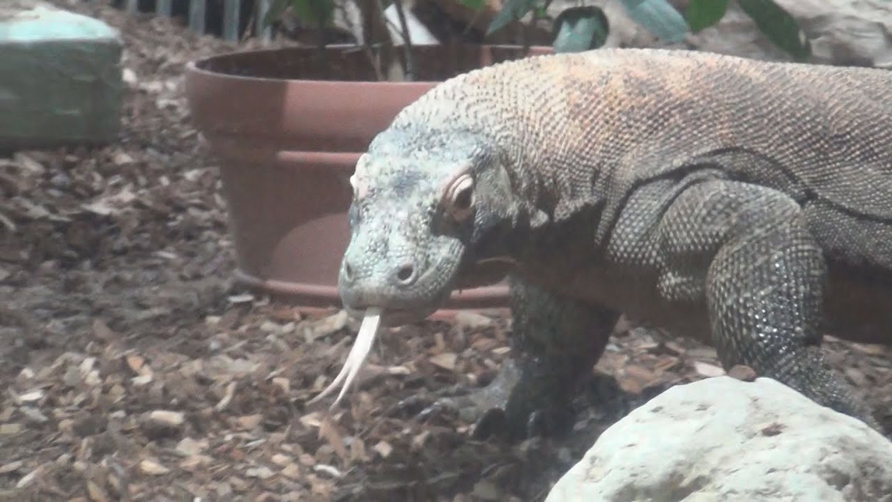 Higashiyama Zoo and Botanical Gardens Komodo dragon - YouTube