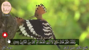 الشيخ شكرى البرعى رحمه اللّٰه و مقطع روعة من سورة النمل، و قصة الهدهد مع سيدنا سليمان عليه السلام