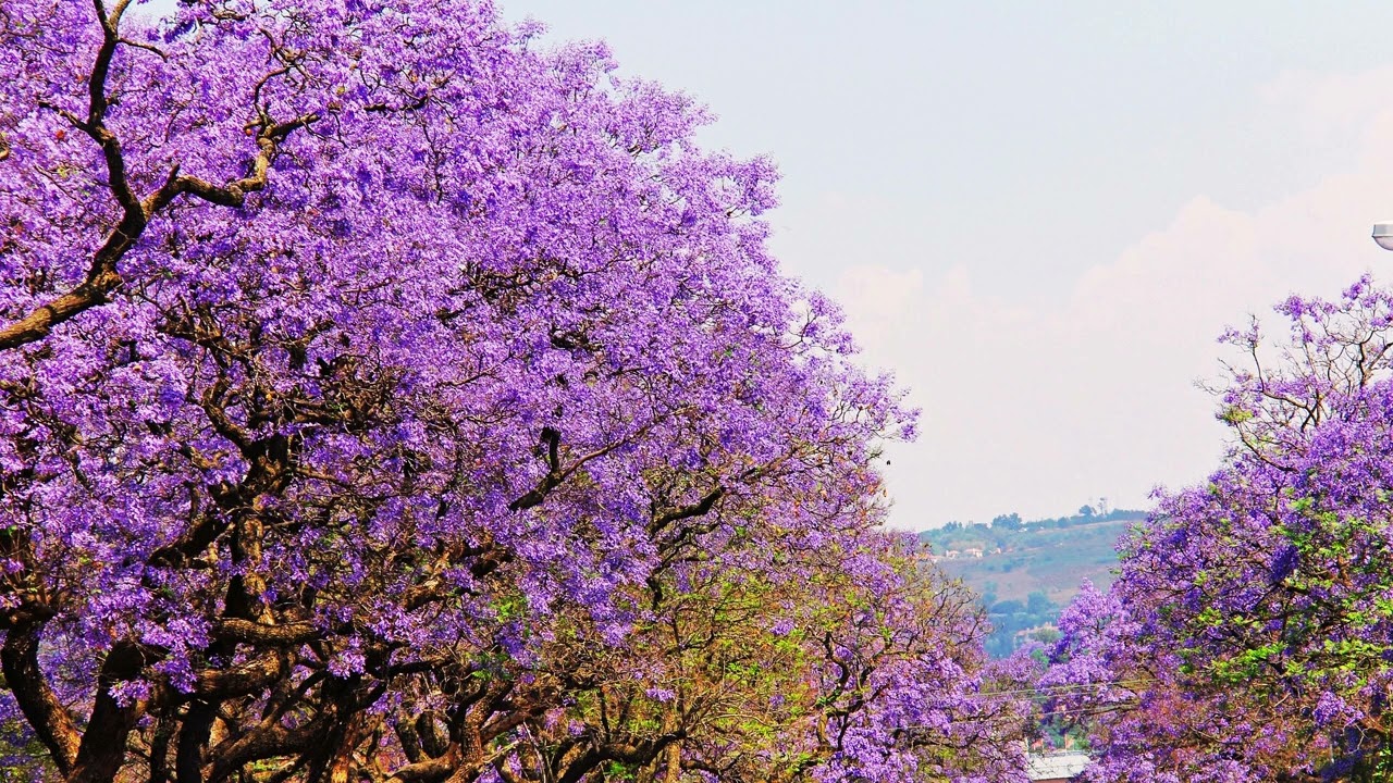 Pretoria Skoffelstad