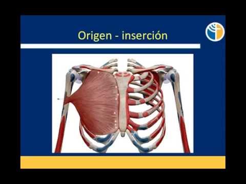 Anatomía Funcional - Función Muscular