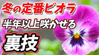 【プロ直伝！】誰でも簡単！″来年まで楽しめる″ビオラの植え方！【ビオラ】【園芸】