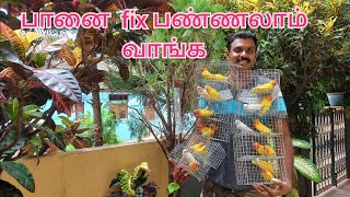 Lutino Fisher 11 pair colony POT fixing | African Love Birds | part - 4 Final