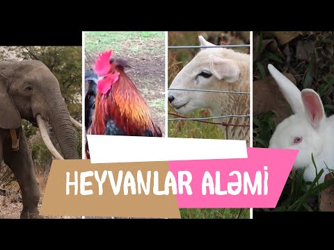 Heyvan səsləri, Heyvanlar aləmi uşaqlar üçün (Azərbaycan dilində)